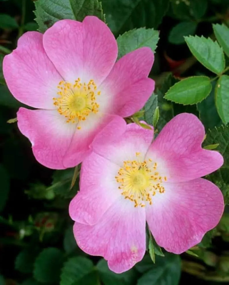 Rose musquée BIO