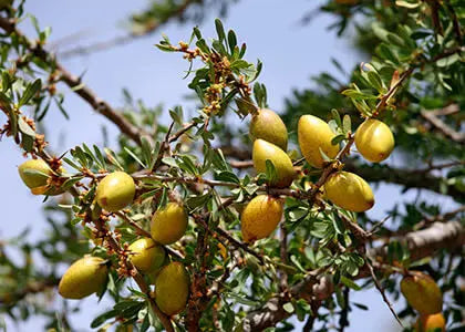 Argan BIO Jannah Firdaws