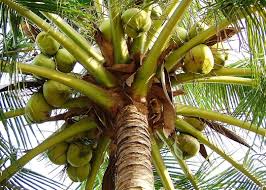 Coco BIO Jannah Firdaws